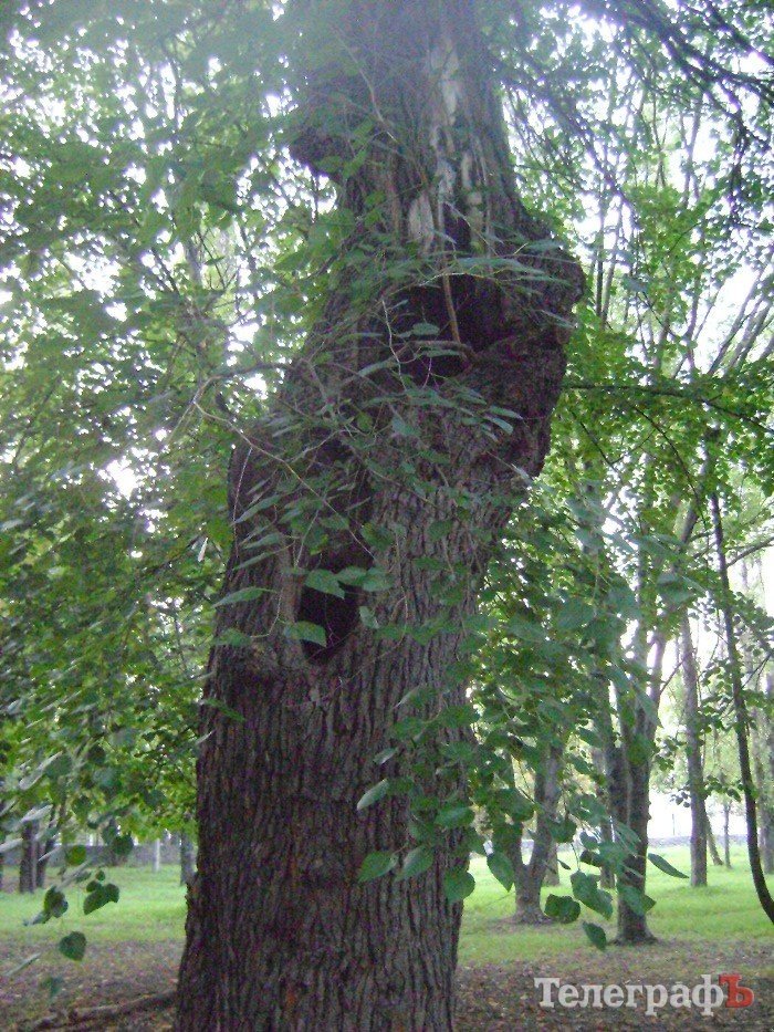 «Городской сад» в Кременчуге стал напоминать скорее лес после урагана (ФОТО) «Городской сад» в Кременчуге стал напоминать скорее лес после урагана (ФОТО)