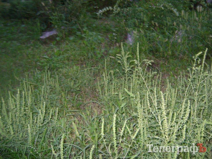 «Городской сад» в Кременчуге стал напоминать скорее лес после урагана (ФОТО) «Городской сад» в Кременчуге стал напоминать скорее лес после урагана (ФОТО)
