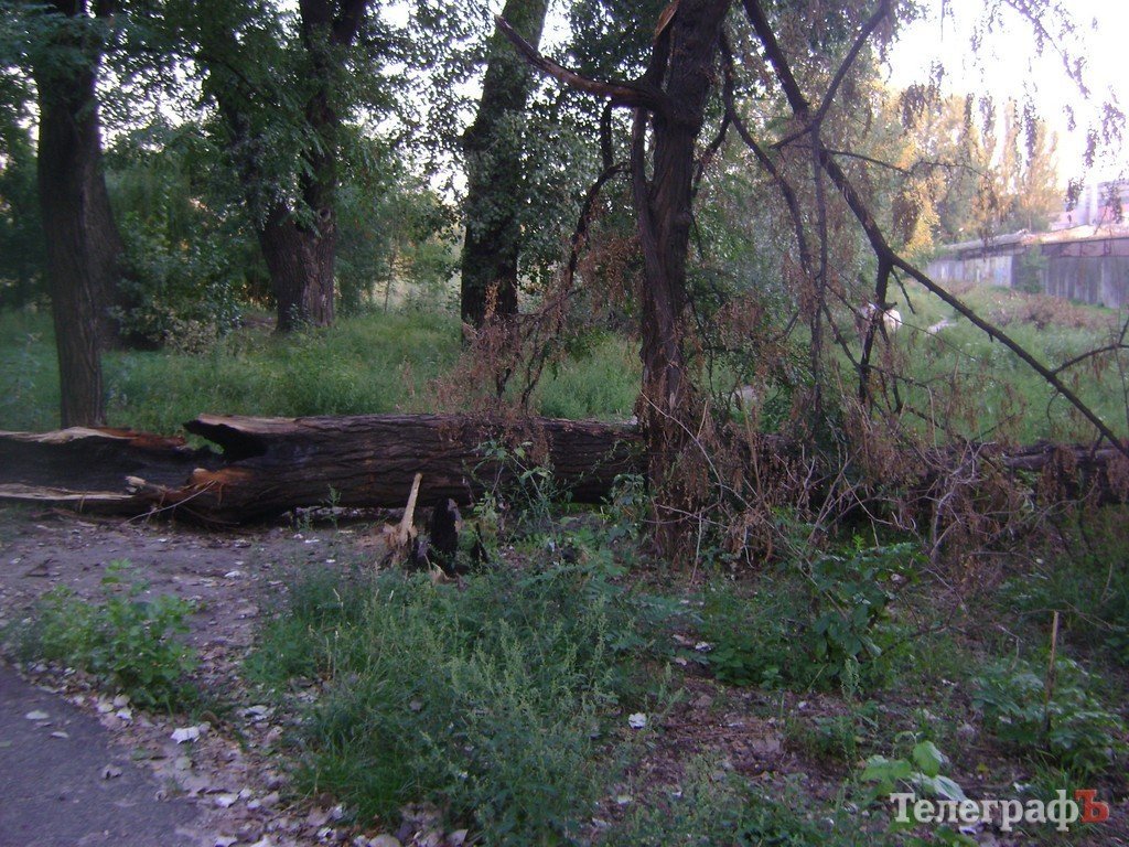 «Городской сад» в Кременчуге стал напоминать скорее лес после урагана (ФОТО) «Городской сад» в Кременчуге стал напоминать скорее лес после урагана (ФОТО)