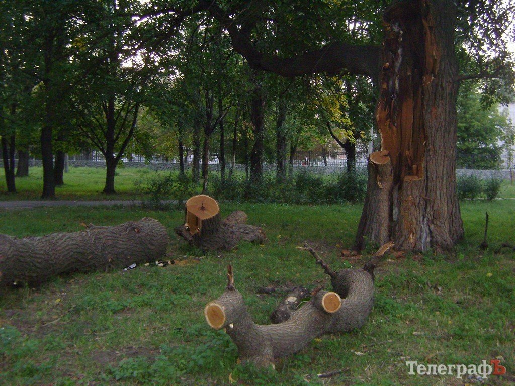 «Городской сад» в Кременчуге стал напоминать скорее лес после урагана (ФОТО) «Городской сад» в Кременчуге стал напоминать скорее лес после урагана (ФОТО)