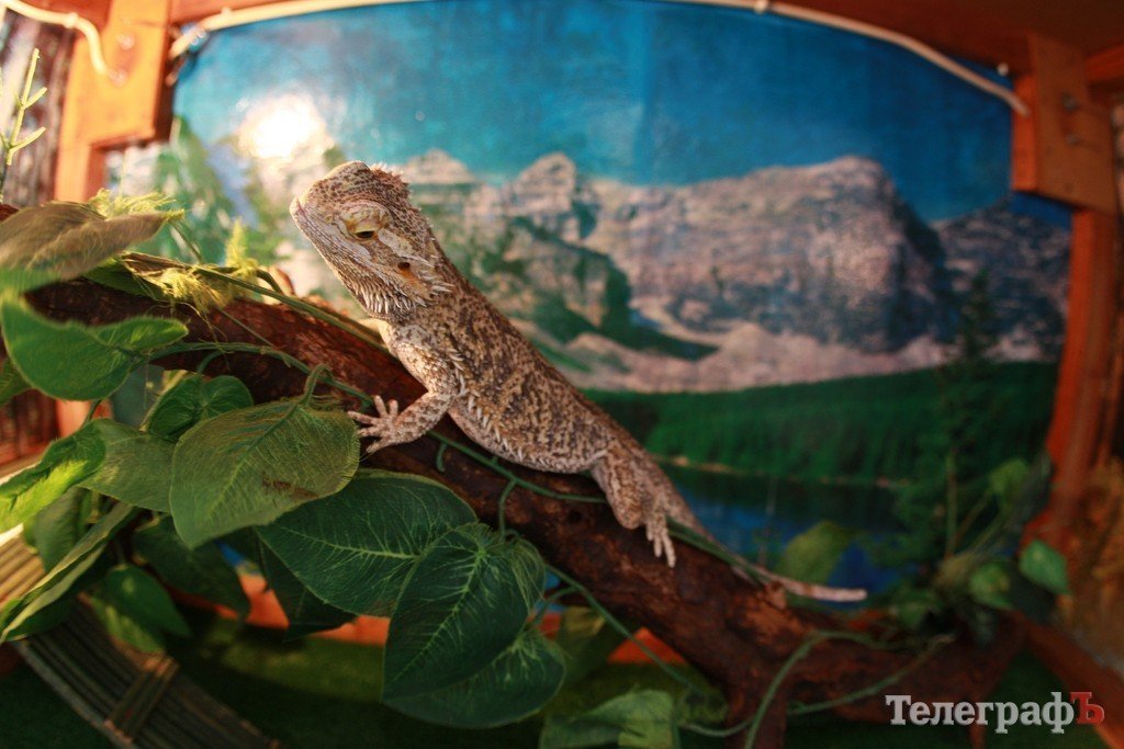 В ГДК поселились экзотические животные (ФОТО) В ГДК поселились экзотические животные (ФОТО)