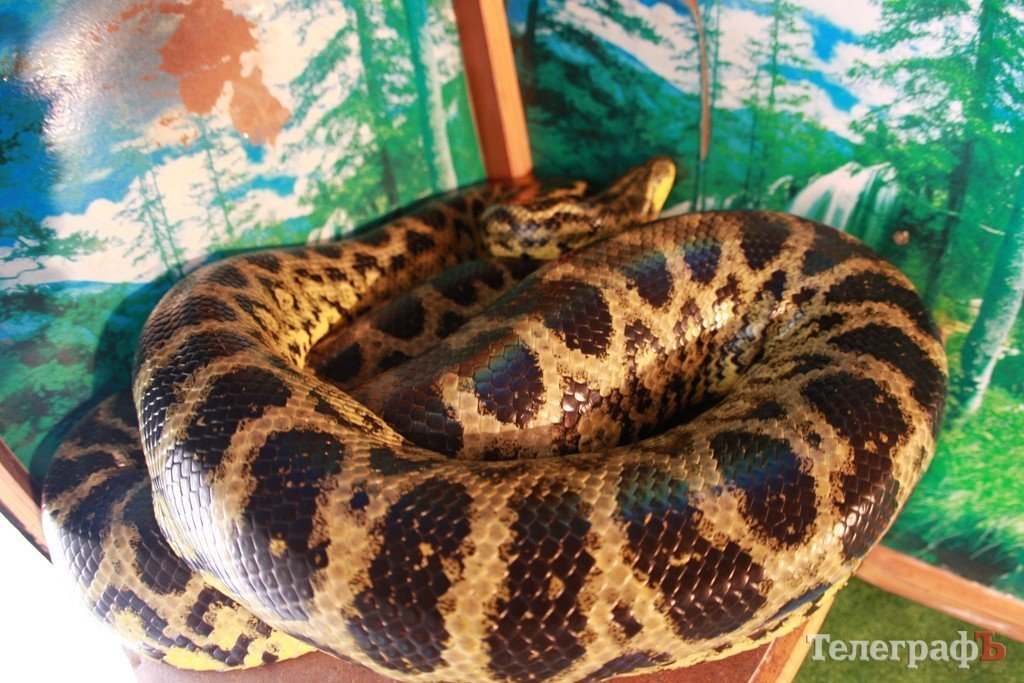 В ГДК поселились экзотические животные (ФОТО) В ГДК поселились экзотические животные (ФОТО)