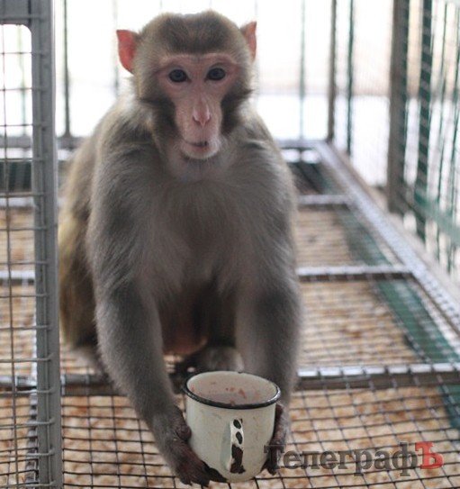 В ГДК поселились экзотические животные (ФОТО) В ГДК поселились экзотические животные (ФОТО)