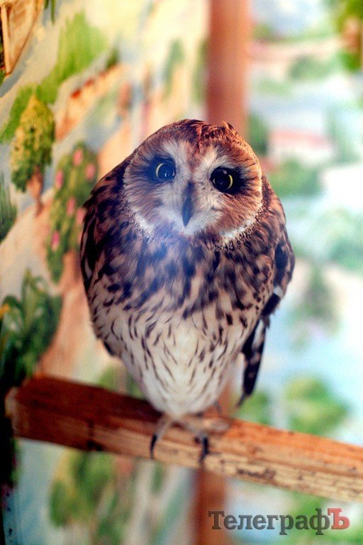 В ГДК поселились экзотические животные (ФОТО) В ГДК поселились экзотические животные (ФОТО)