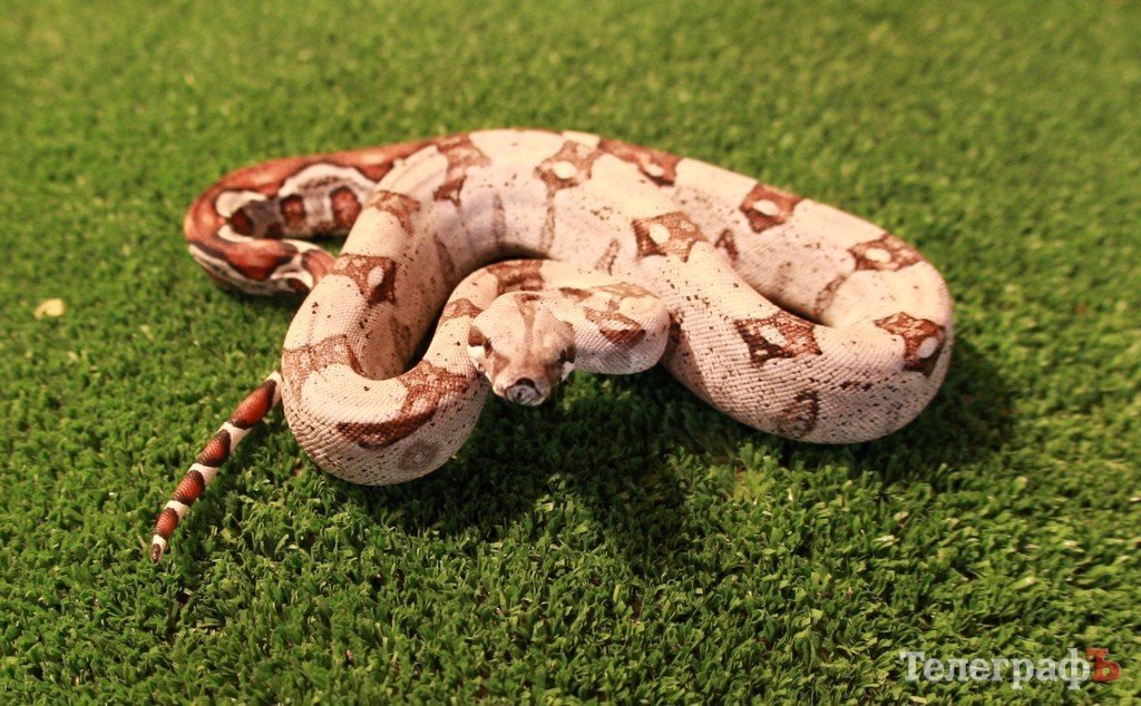 В ГДК поселились экзотические животные (ФОТО) В ГДК поселились экзотические животные (ФОТО)