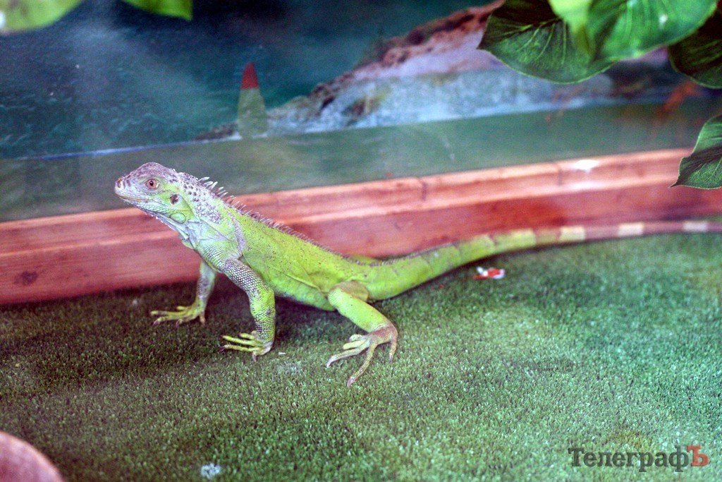 В ГДК поселились экзотические животные (ФОТО) В ГДК поселились экзотические животные (ФОТО)