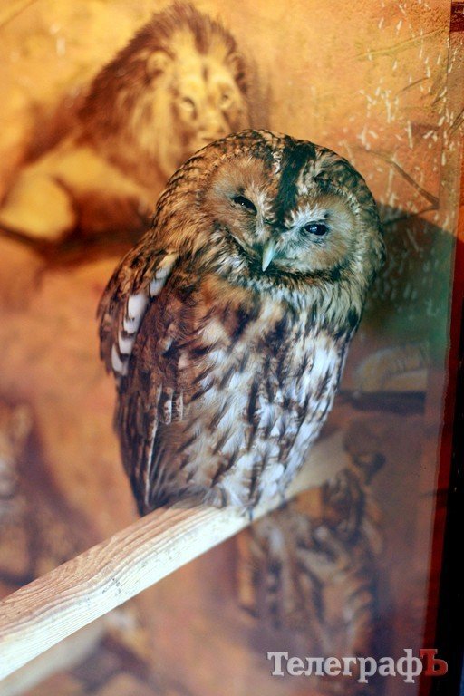 В ГДК поселились экзотические животные (ФОТО) В ГДК поселились экзотические животные (ФОТО)