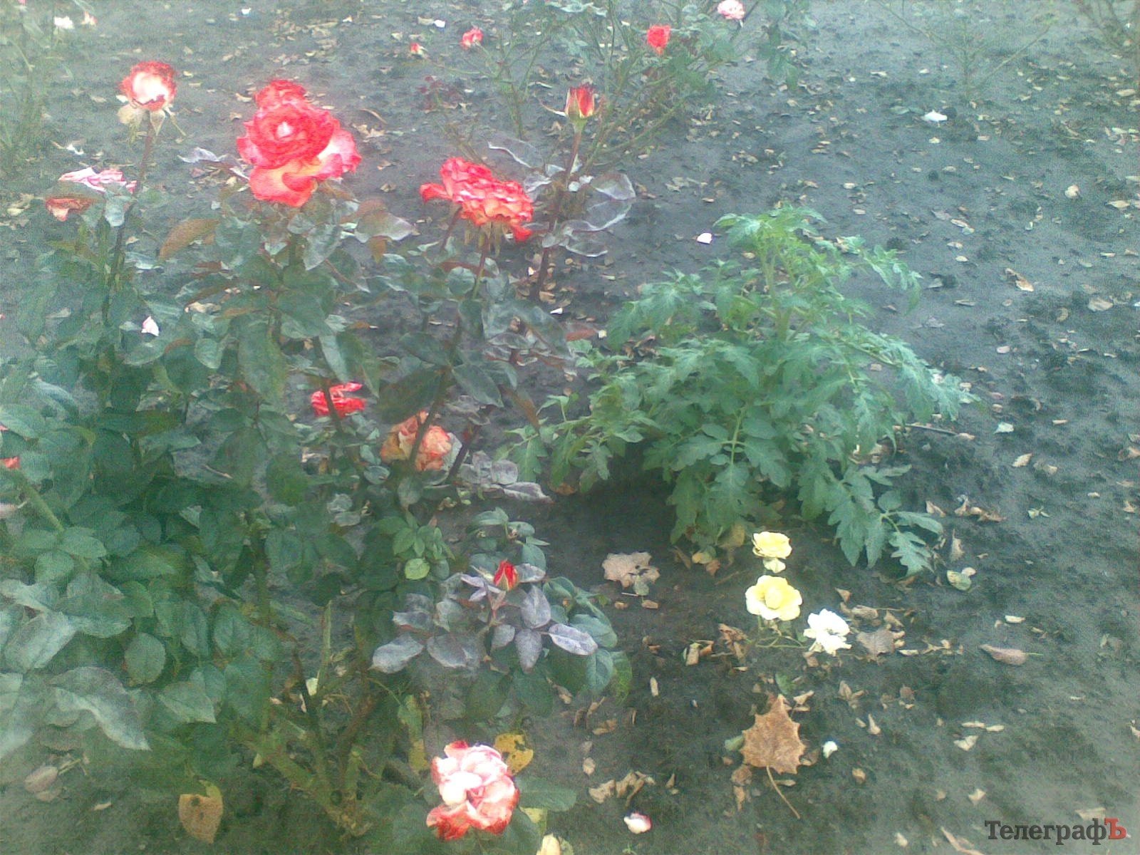 Приколы нашего городка: роз нет – садите помидоры (ФОТО) Приколы нашего городка: роз нет – садите помидоры (ФОТО)