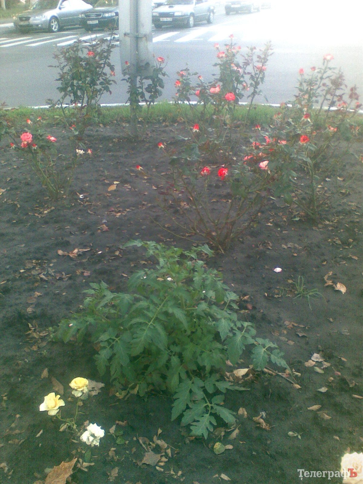 Приколы нашего городка: роз нет – садите помидоры (ФОТО) Приколы нашего городка: роз нет – садите помидоры (ФОТО)