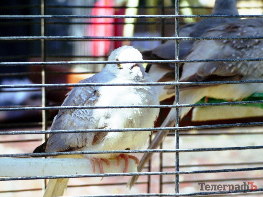 Кременчуг на один день стал городом птиц (ФОТО) Кременчуг на один день стал городом птиц (ФОТО)