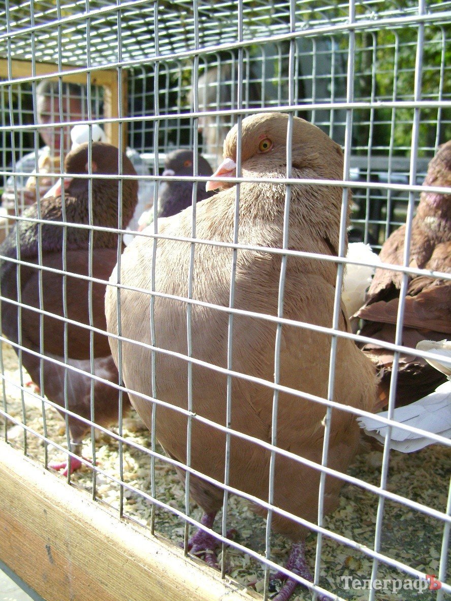 Кременчуг на один день стал городом птиц (ФОТО) Кременчуг на один день стал городом птиц (ФОТО)