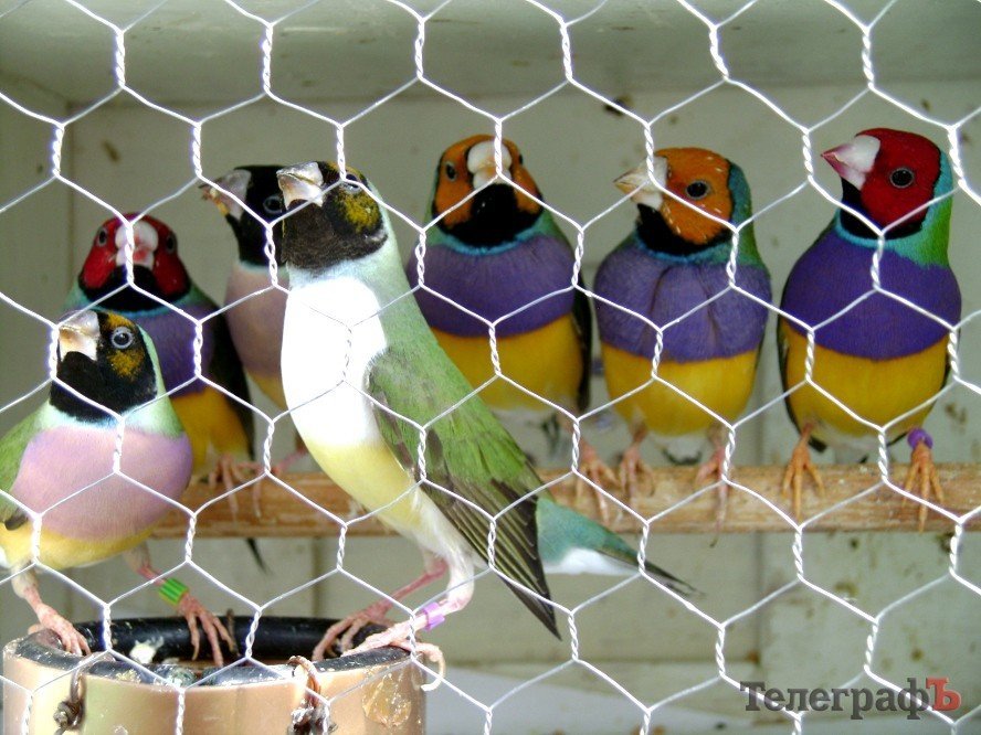 Кременчуг на один день стал городом птиц (ФОТО) Кременчуг на один день стал городом птиц (ФОТО)