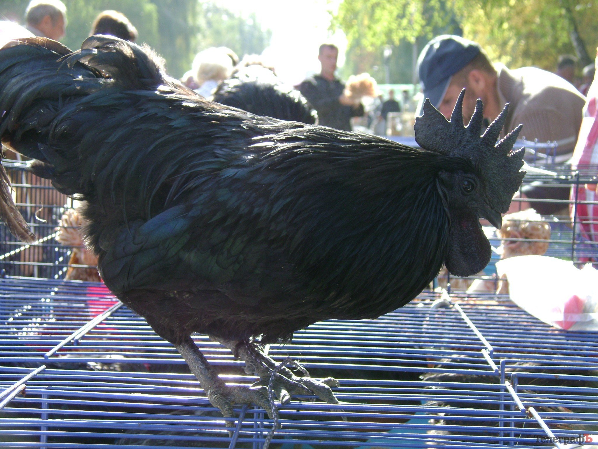 Кременчуг на один день стал городом птиц (ФОТО) Кременчуг на один день стал городом птиц (ФОТО)