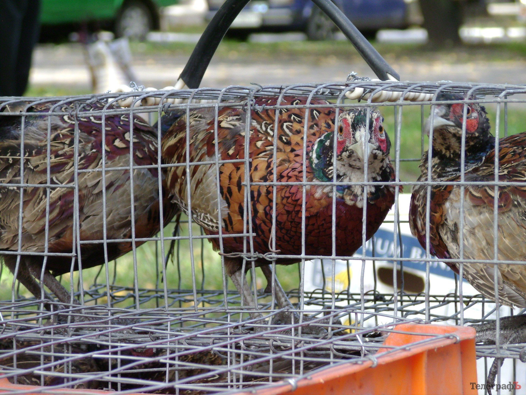 Кременчуг на один день стал городом птиц (ФОТО) Кременчуг на один день стал городом птиц (ФОТО)