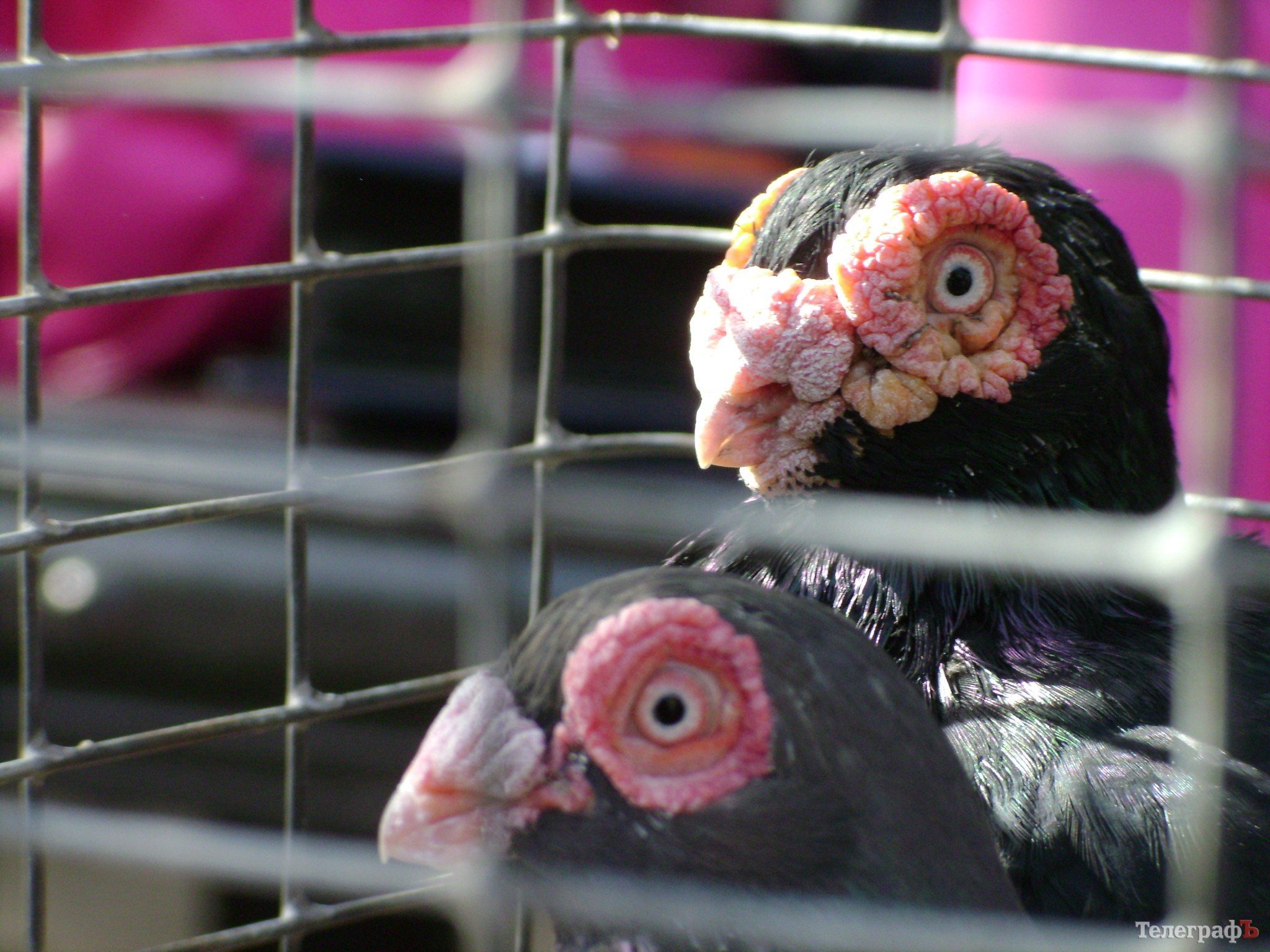 Кременчуг на один день стал городом птиц (ФОТО) Кременчуг на один день стал городом птиц (ФОТО)