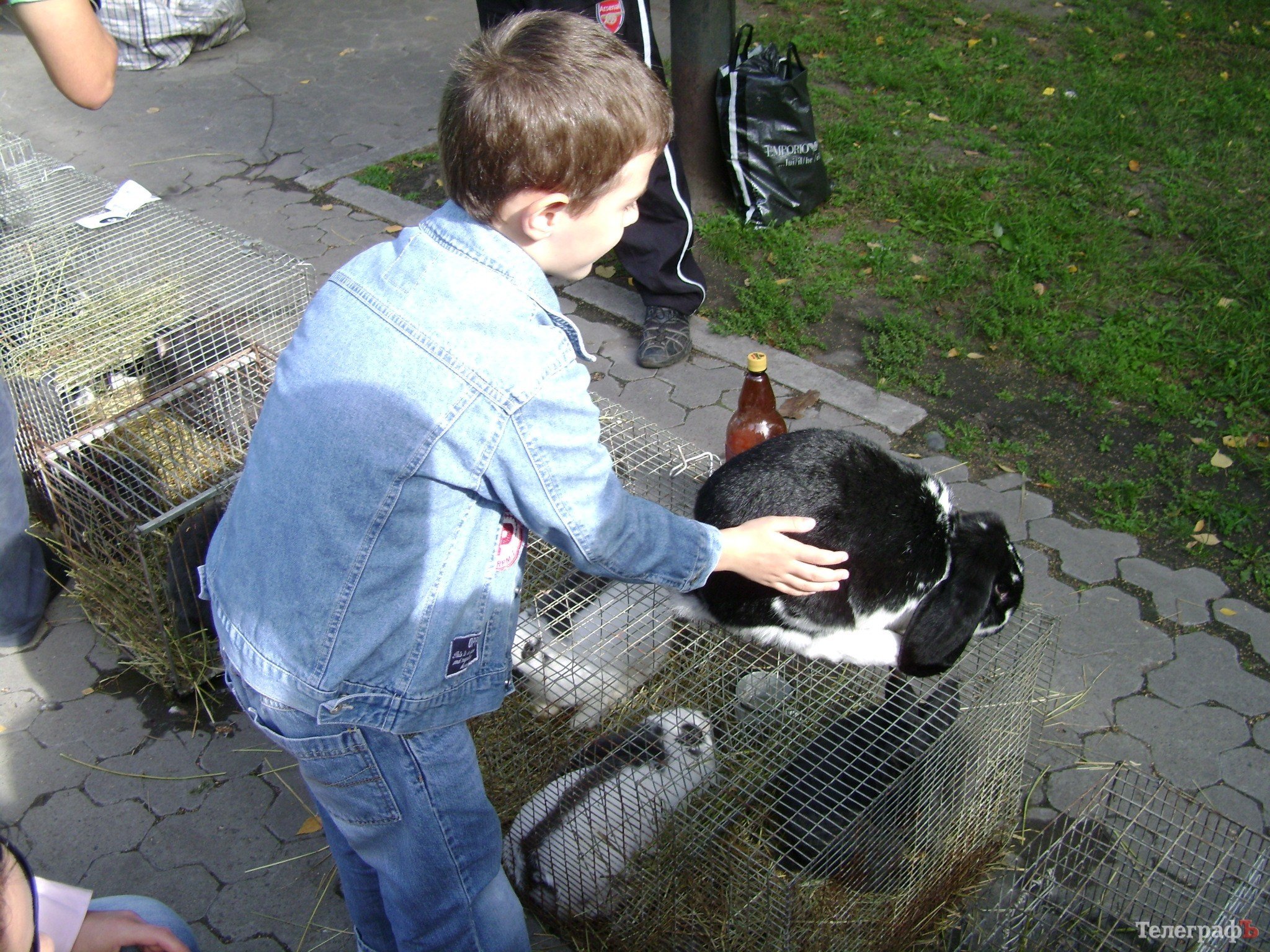 Кременчуг на один день стал городом птиц (ФОТО) Кременчуг на один день стал городом птиц (ФОТО)