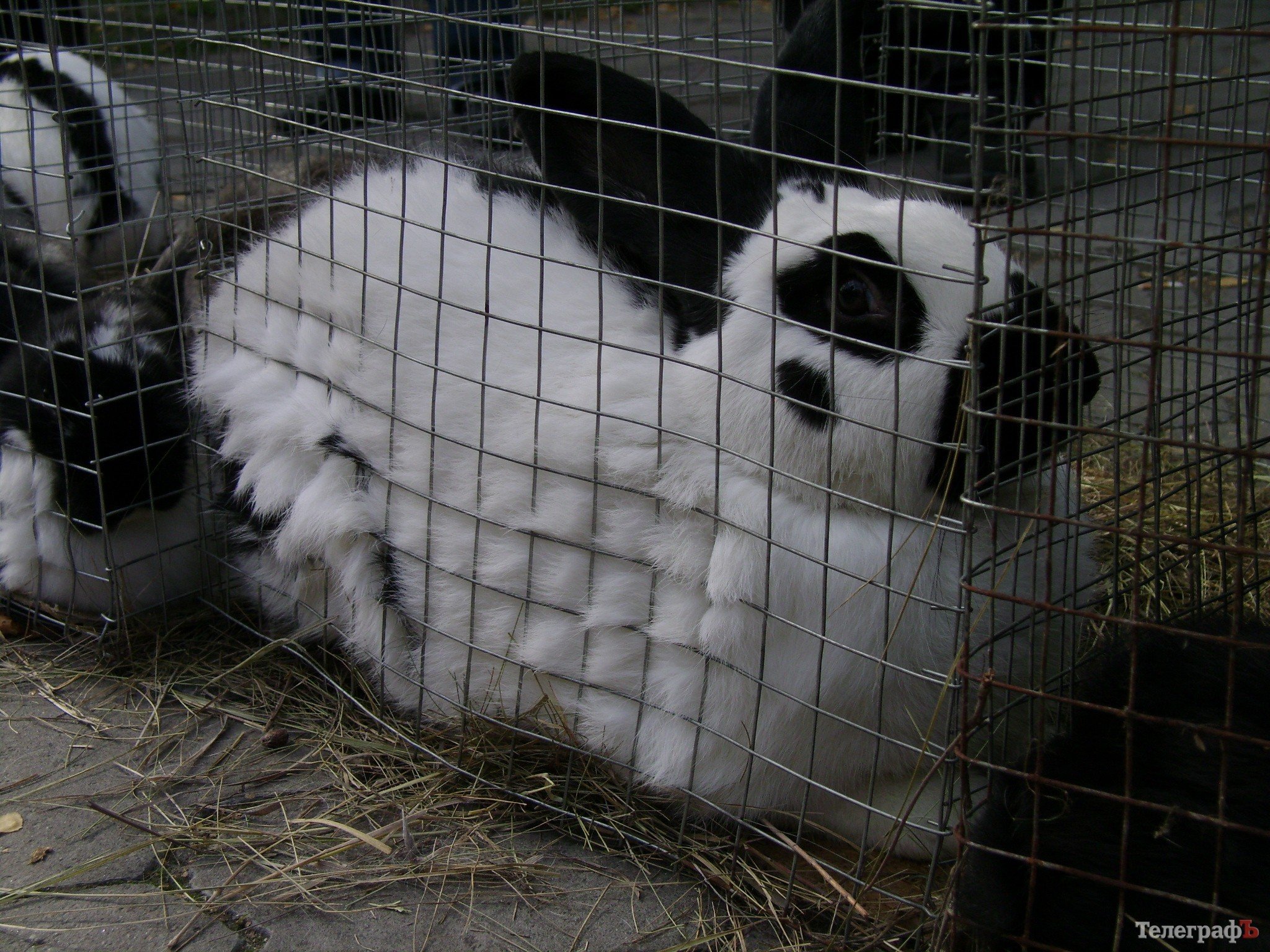 Кременчуг на один день стал городом птиц (ФОТО) Кременчуг на один день стал городом птиц (ФОТО)