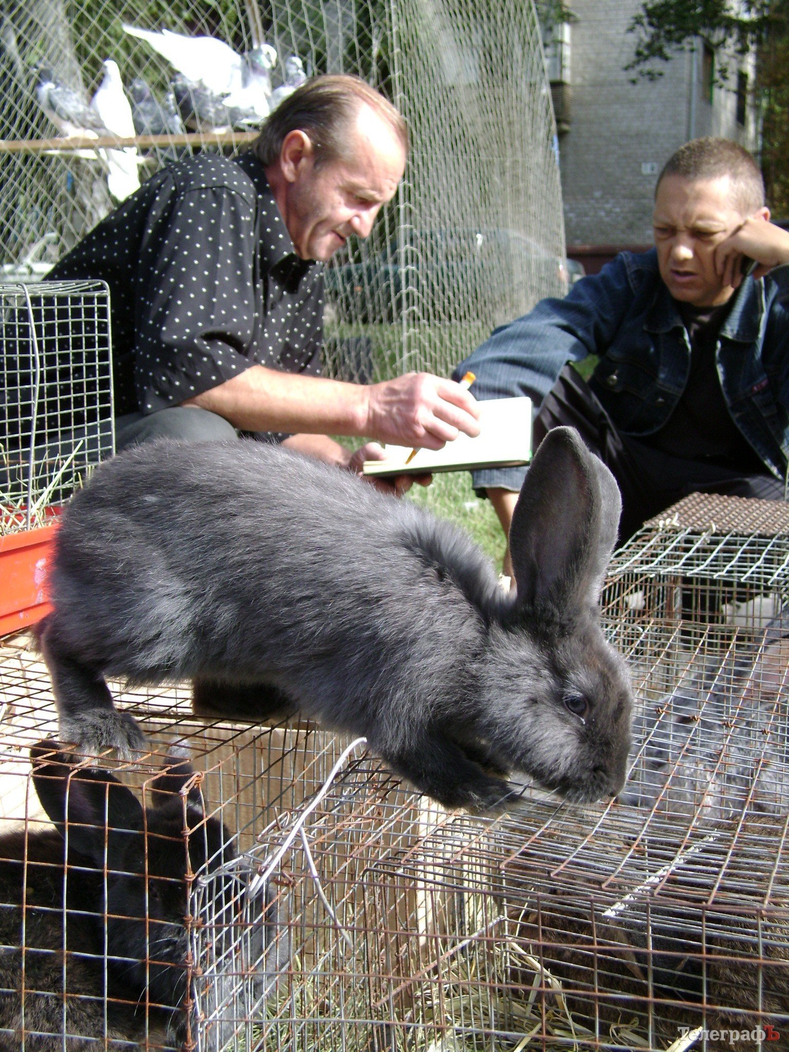 Кременчуг на один день стал городом птиц (ФОТО) Кременчуг на один день стал городом птиц (ФОТО)