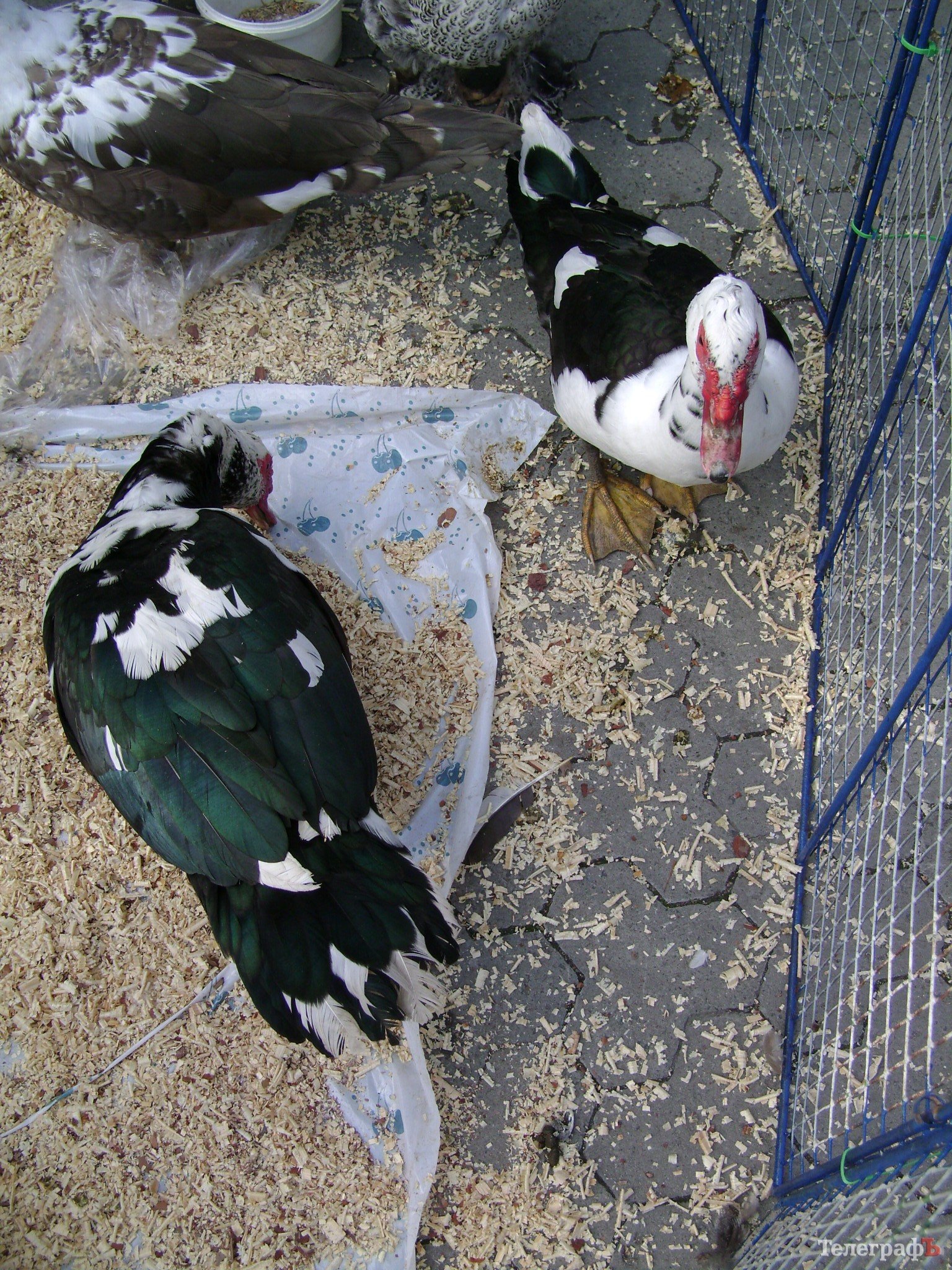 Кременчуг на один день стал городом птиц (ФОТО) Кременчуг на один день стал городом птиц (ФОТО)