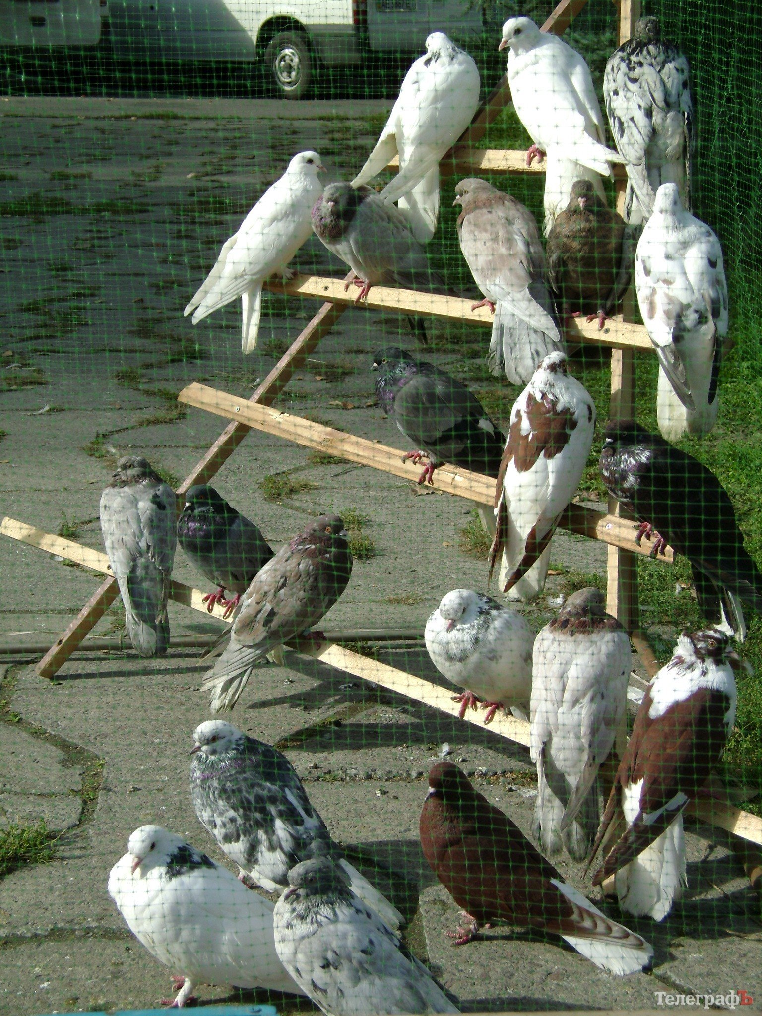 Кременчуг на один день стал городом птиц (ФОТО) Кременчуг на один день стал городом птиц (ФОТО)