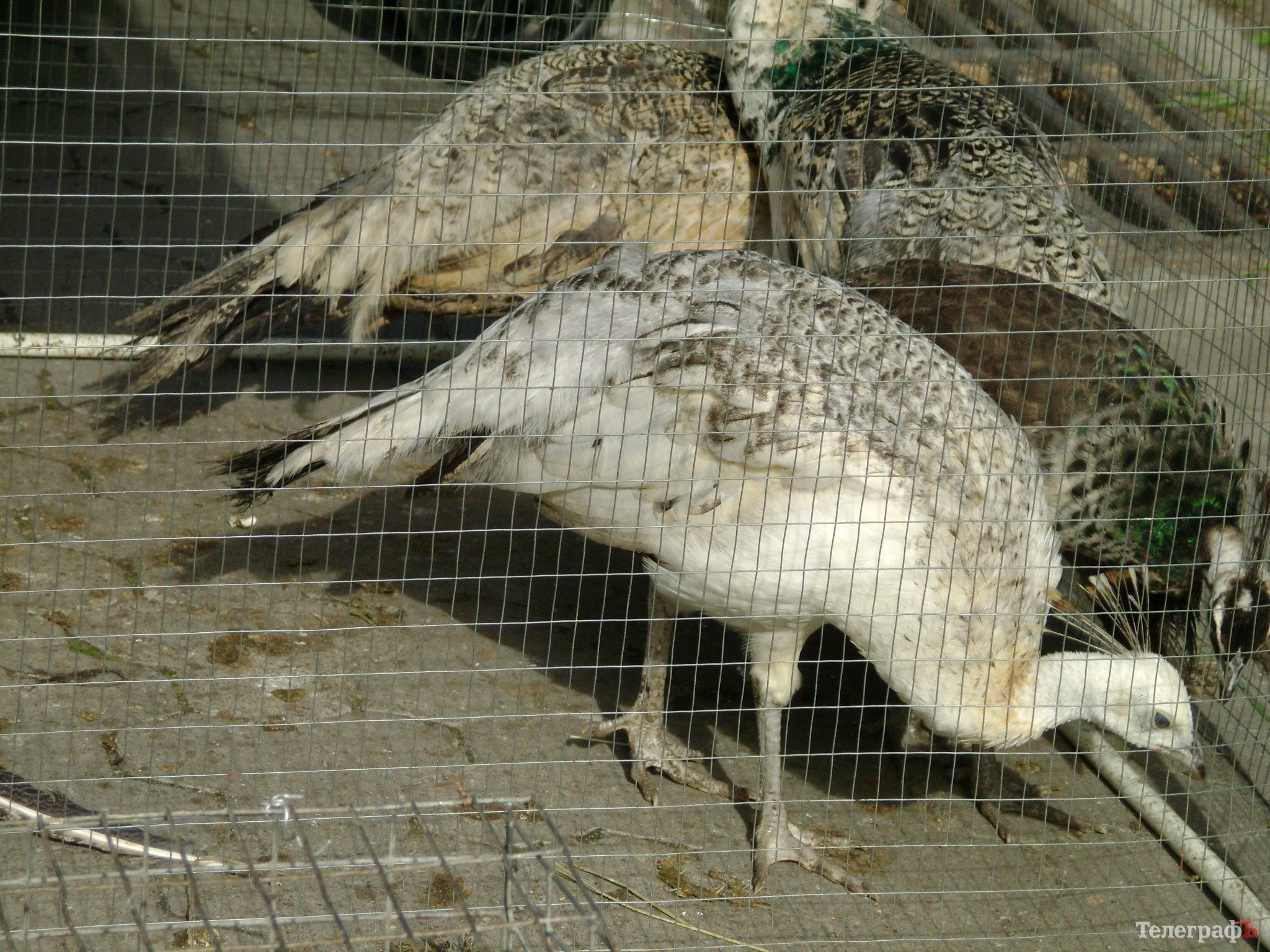 Кременчуг на один день стал городом птиц (ФОТО) Кременчуг на один день стал городом птиц (ФОТО)