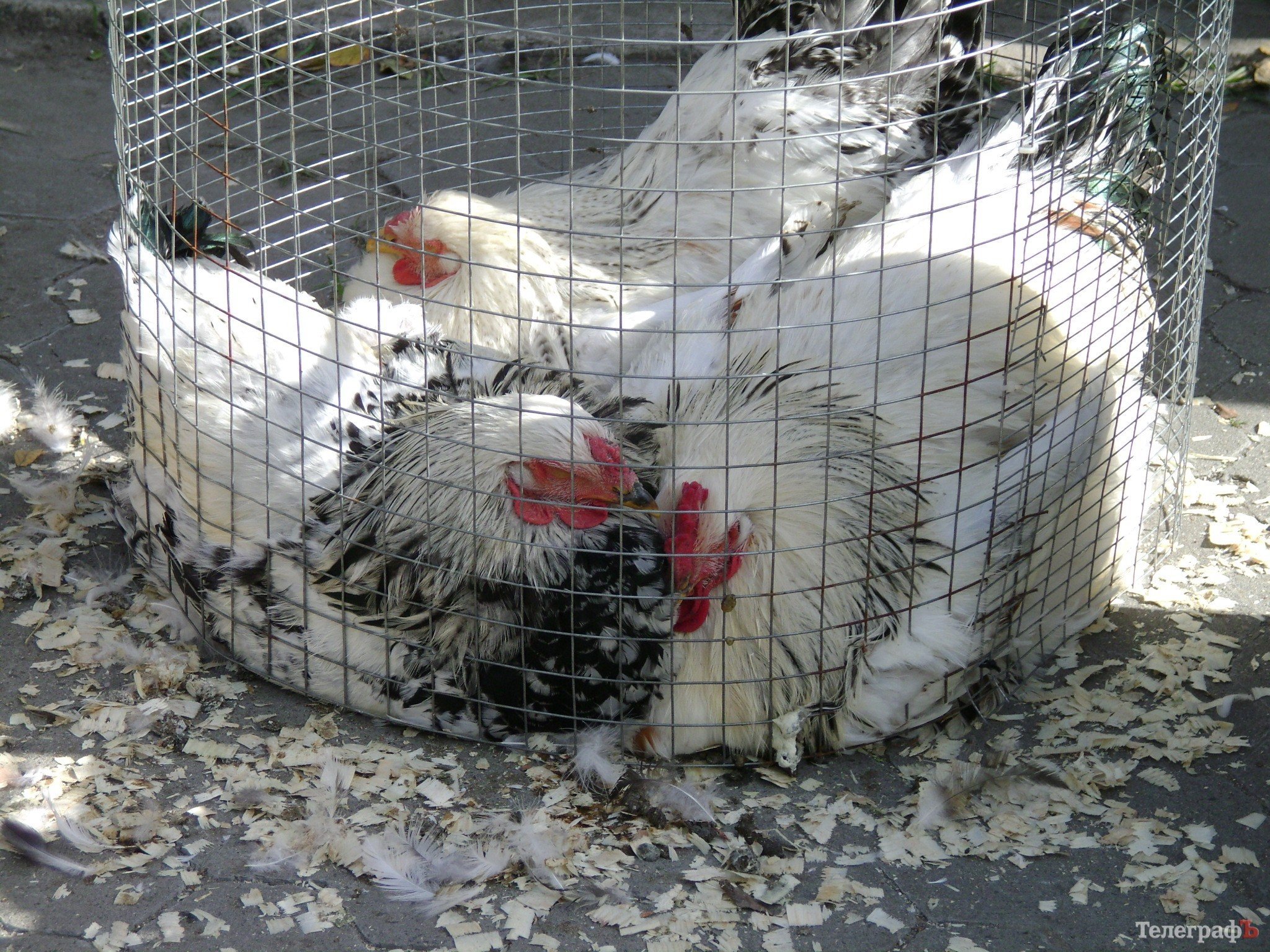 Кременчуг на один день стал городом птиц (ФОТО) Кременчуг на один день стал городом птиц (ФОТО)