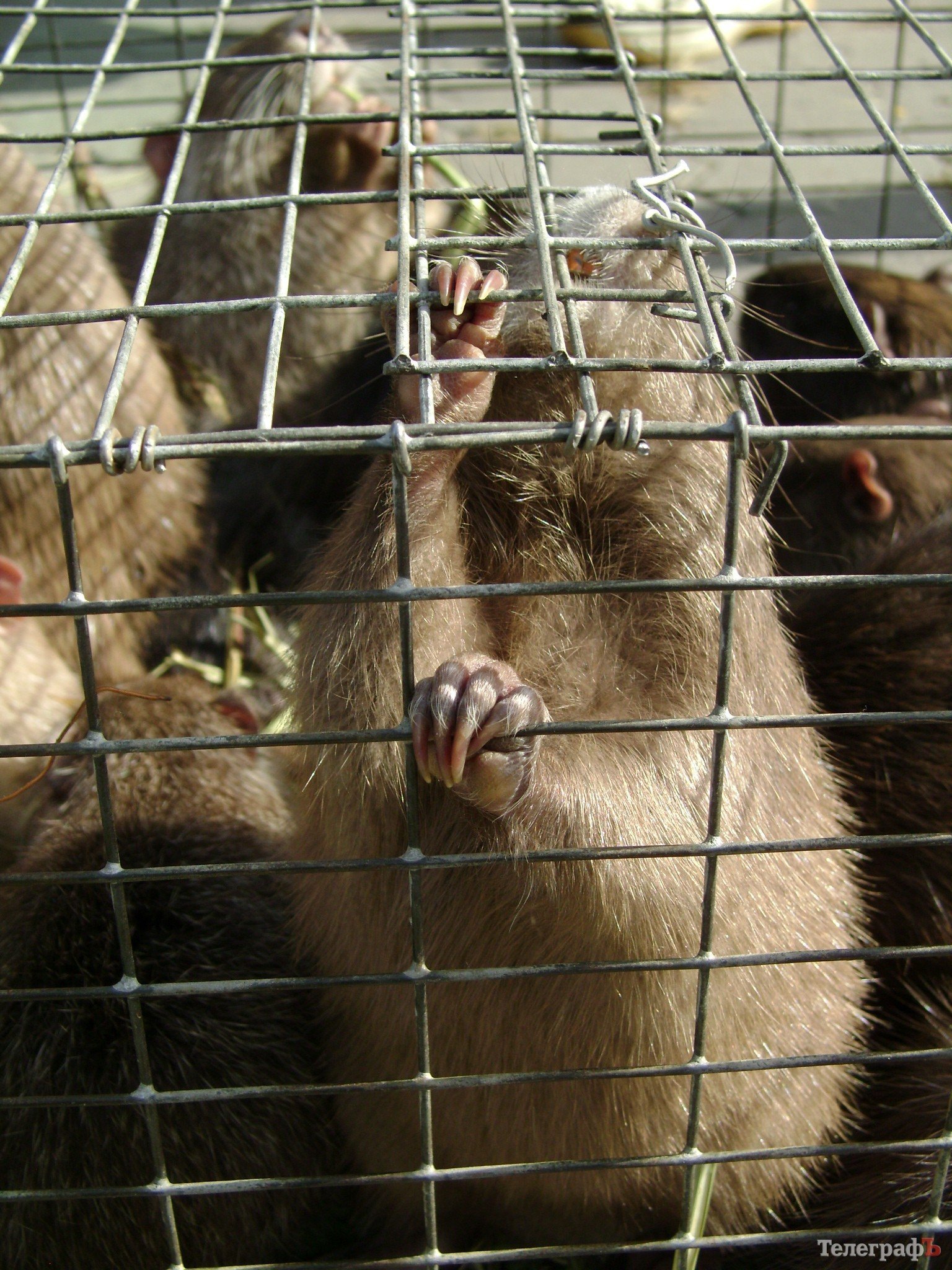 Кременчуг на один день стал городом птиц (ФОТО) Кременчуг на один день стал городом птиц (ФОТО)