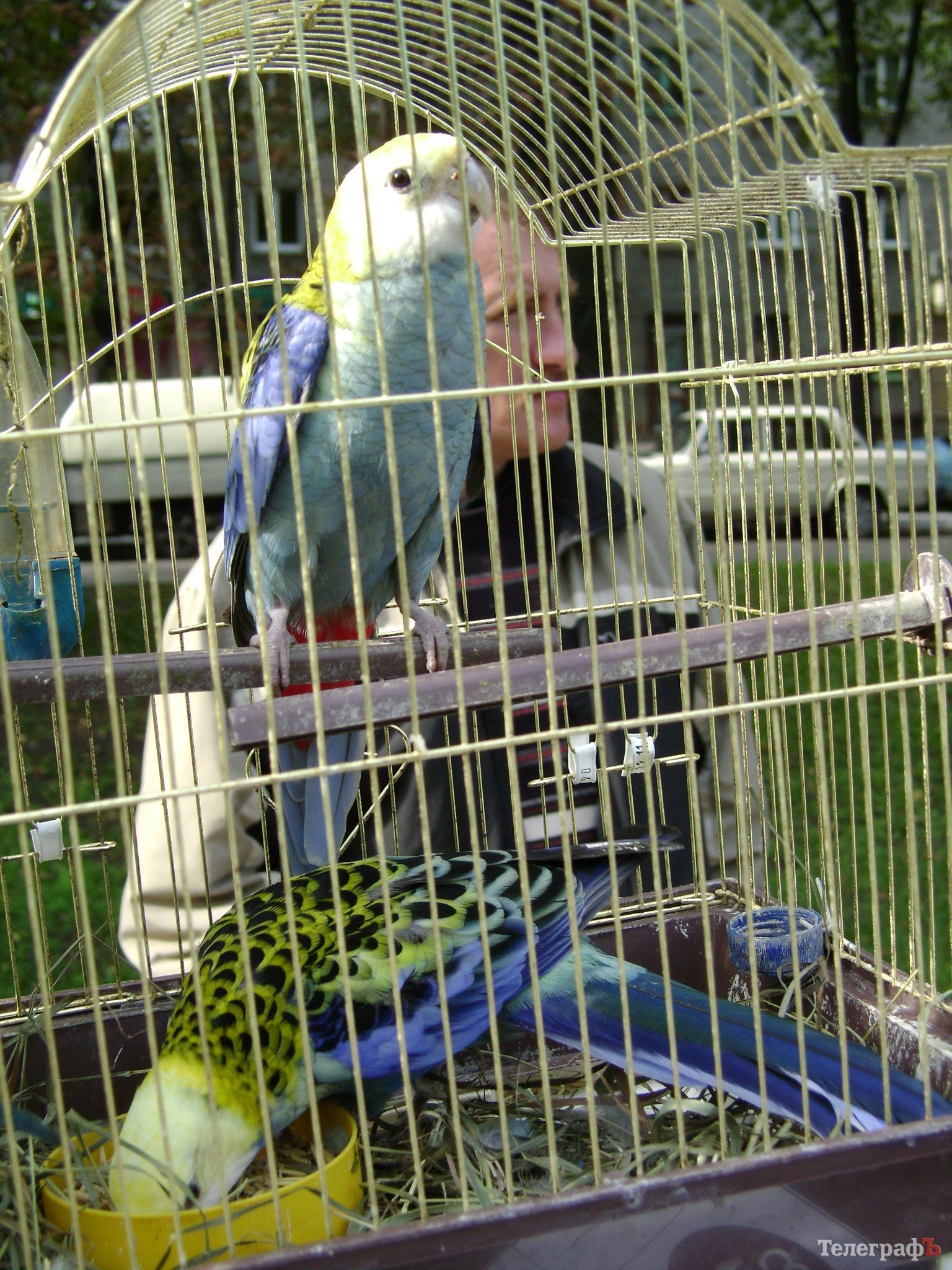 Кременчуг на один день стал городом птиц (ФОТО) Кременчуг на один день стал городом птиц (ФОТО)