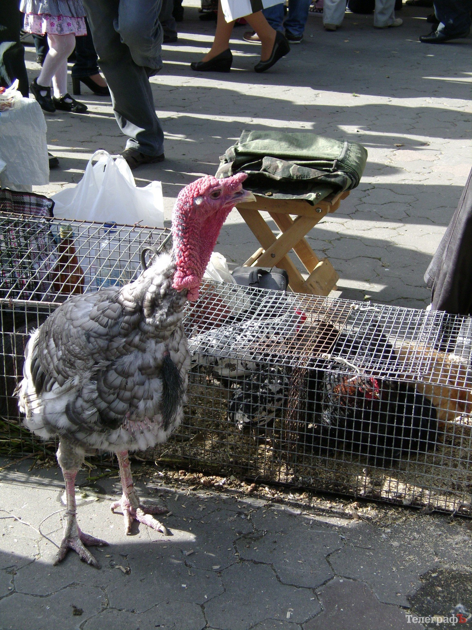 Кременчуг на один день стал городом птиц (ФОТО) Кременчуг на один день стал городом птиц (ФОТО)