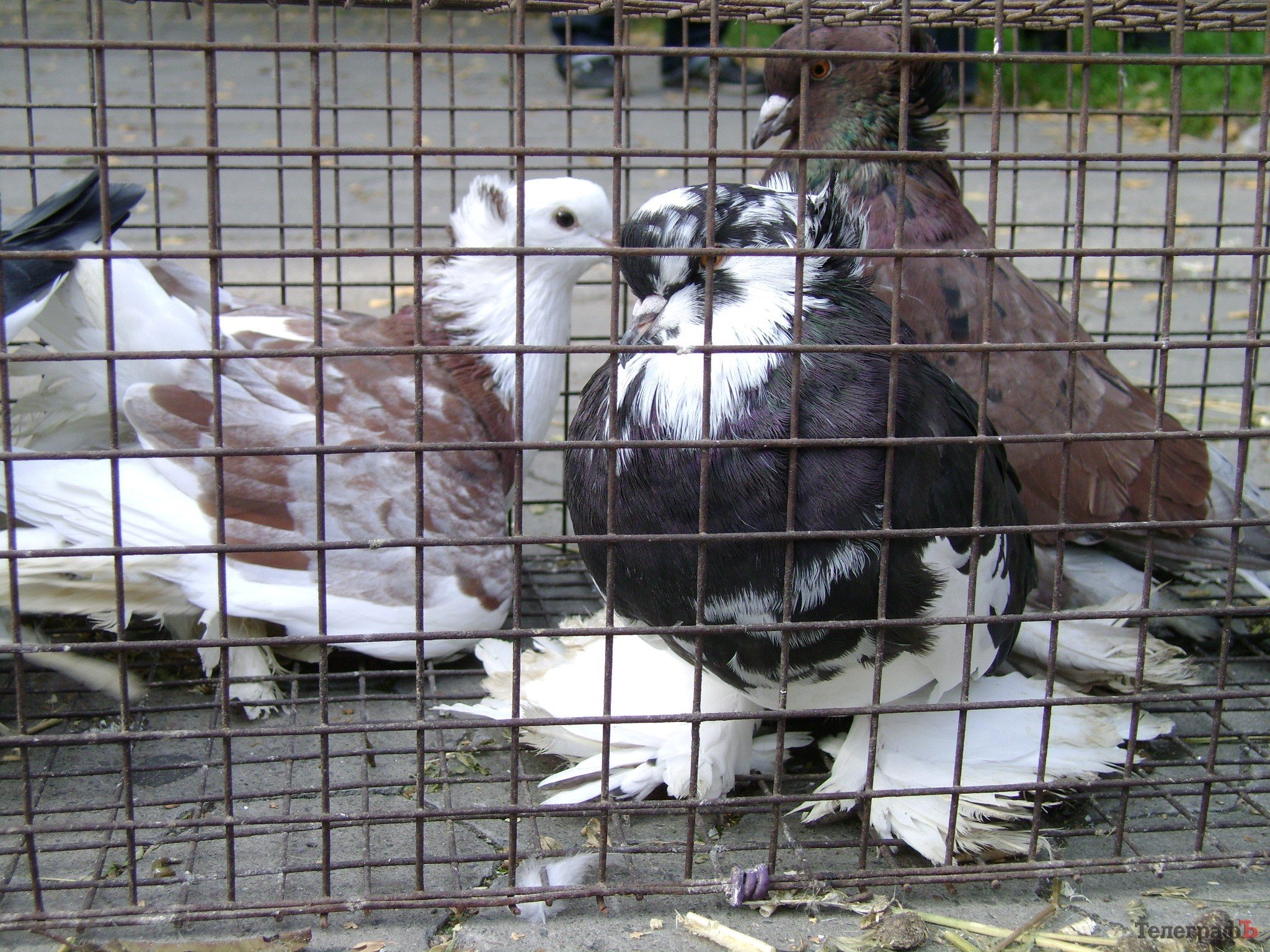 Кременчуг на один день стал городом птиц (ФОТО) Кременчуг на один день стал городом птиц (ФОТО)