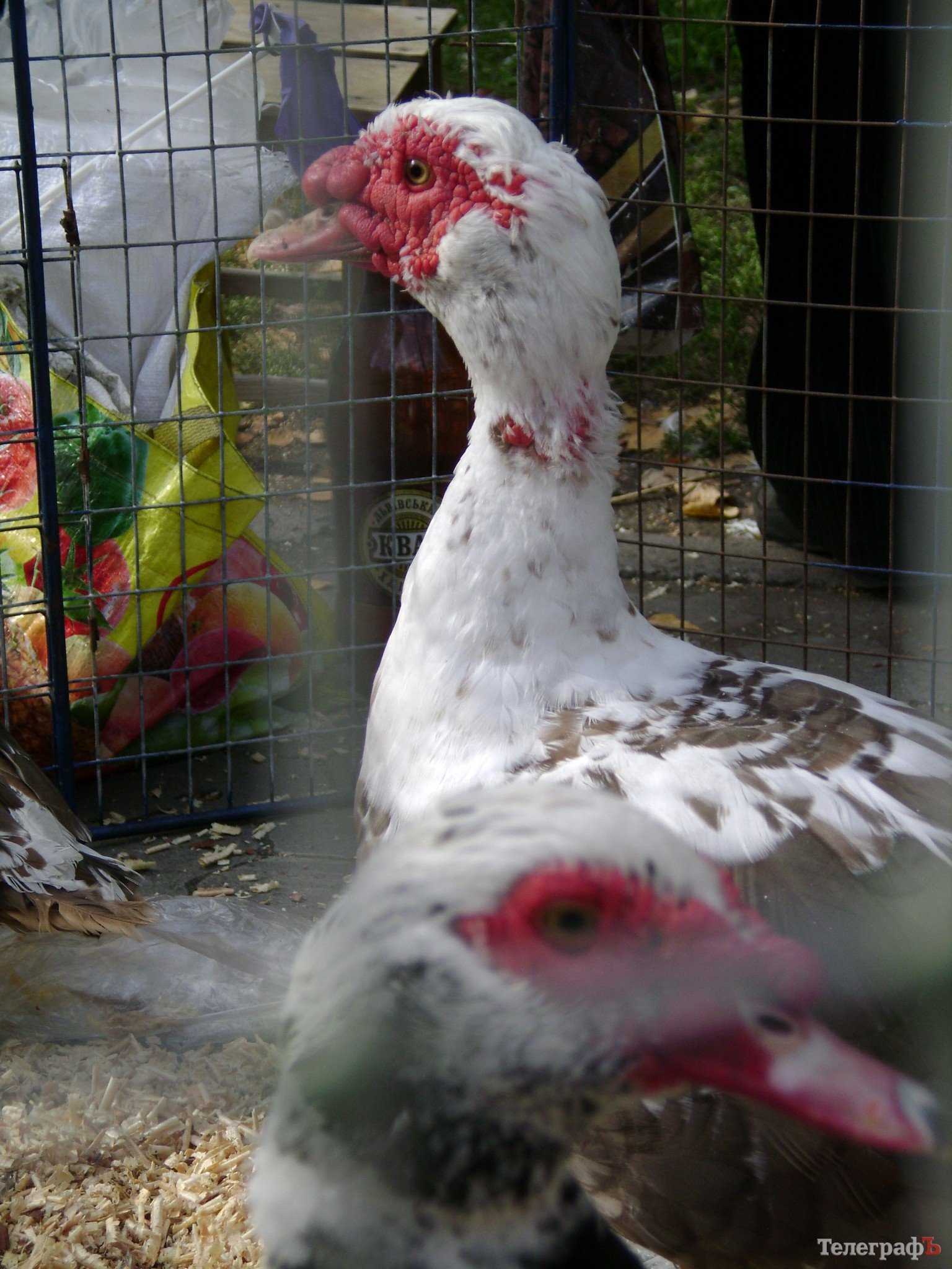Кременчуг на один день стал городом птиц (ФОТО) Кременчуг на один день стал городом птиц (ФОТО)