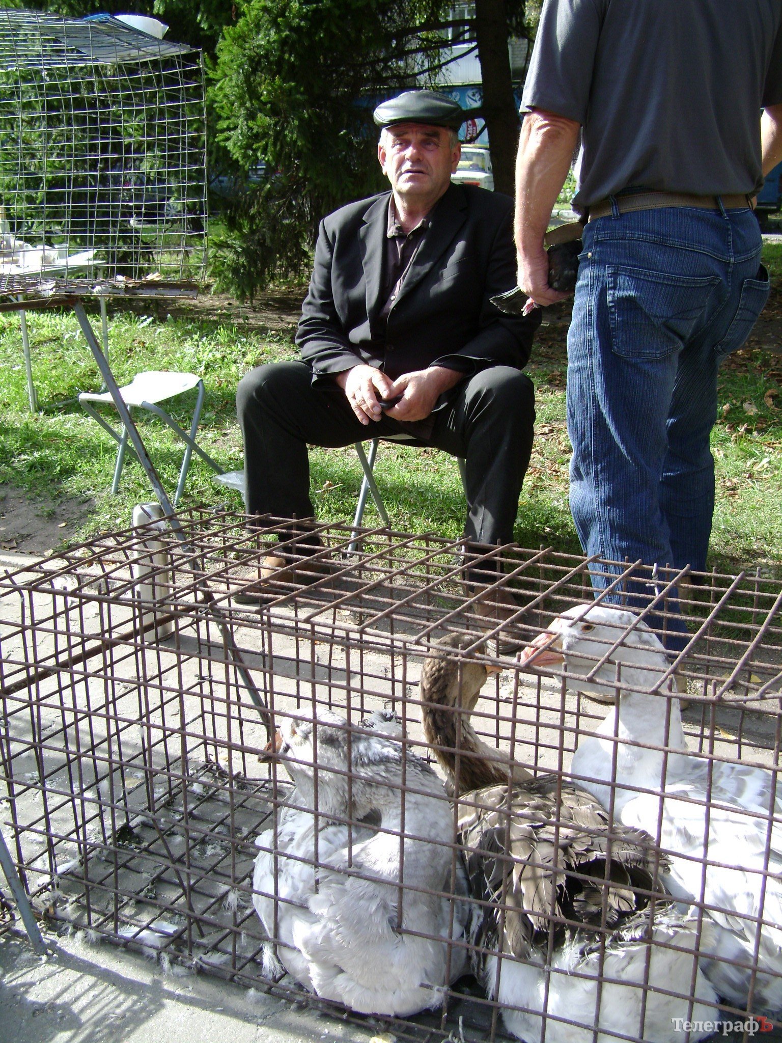 Кременчуг на один день стал городом птиц (ФОТО) Кременчуг на один день стал городом птиц (ФОТО)