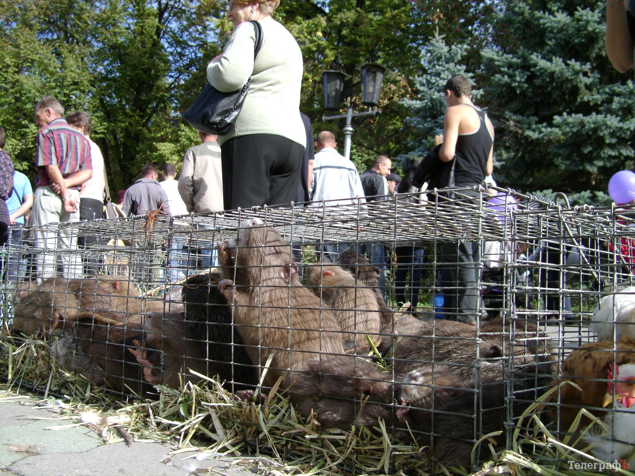 Кременчуг на один день стал городом птиц (ФОТО) Кременчуг на один день стал городом птиц (ФОТО)