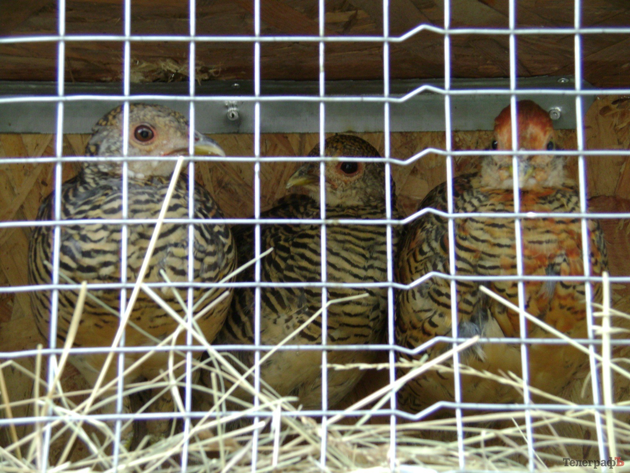 Кременчуг на один день стал городом птиц (ФОТО) Кременчуг на один день стал городом птиц (ФОТО)