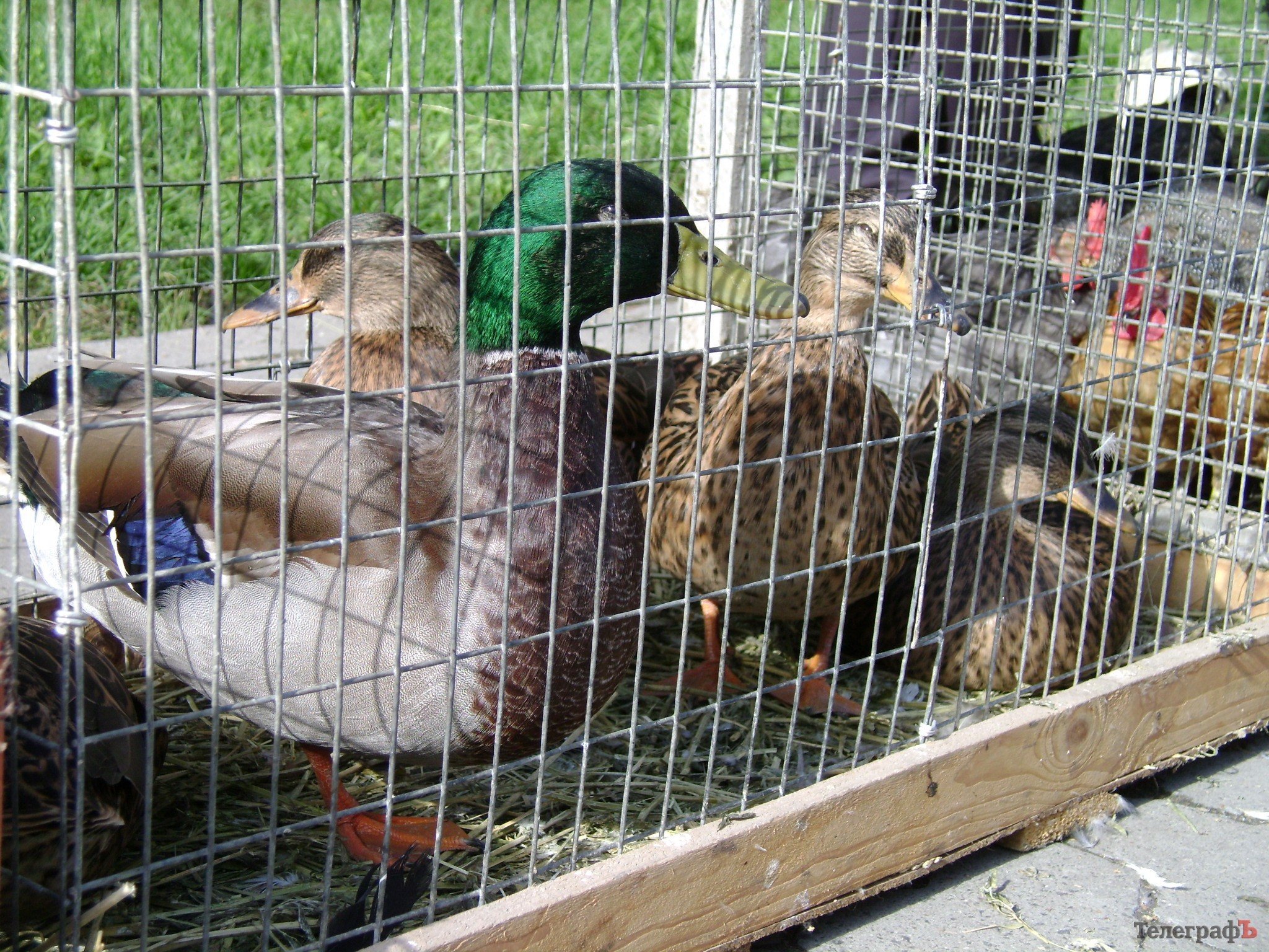 Кременчуг на один день стал городом птиц (ФОТО) Кременчуг на один день стал городом птиц (ФОТО)