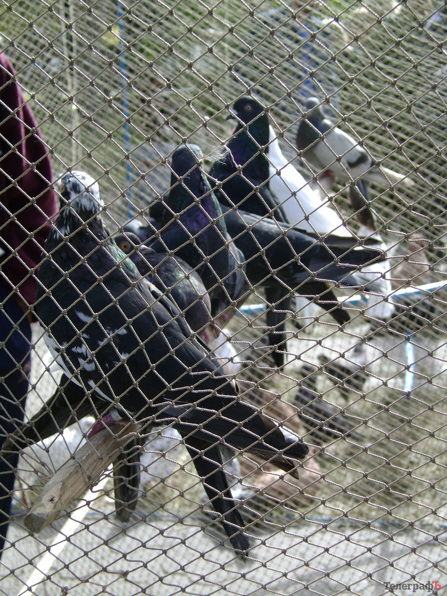 Кременчуг на один день стал городом птиц (ФОТО) Кременчуг на один день стал городом птиц (ФОТО)