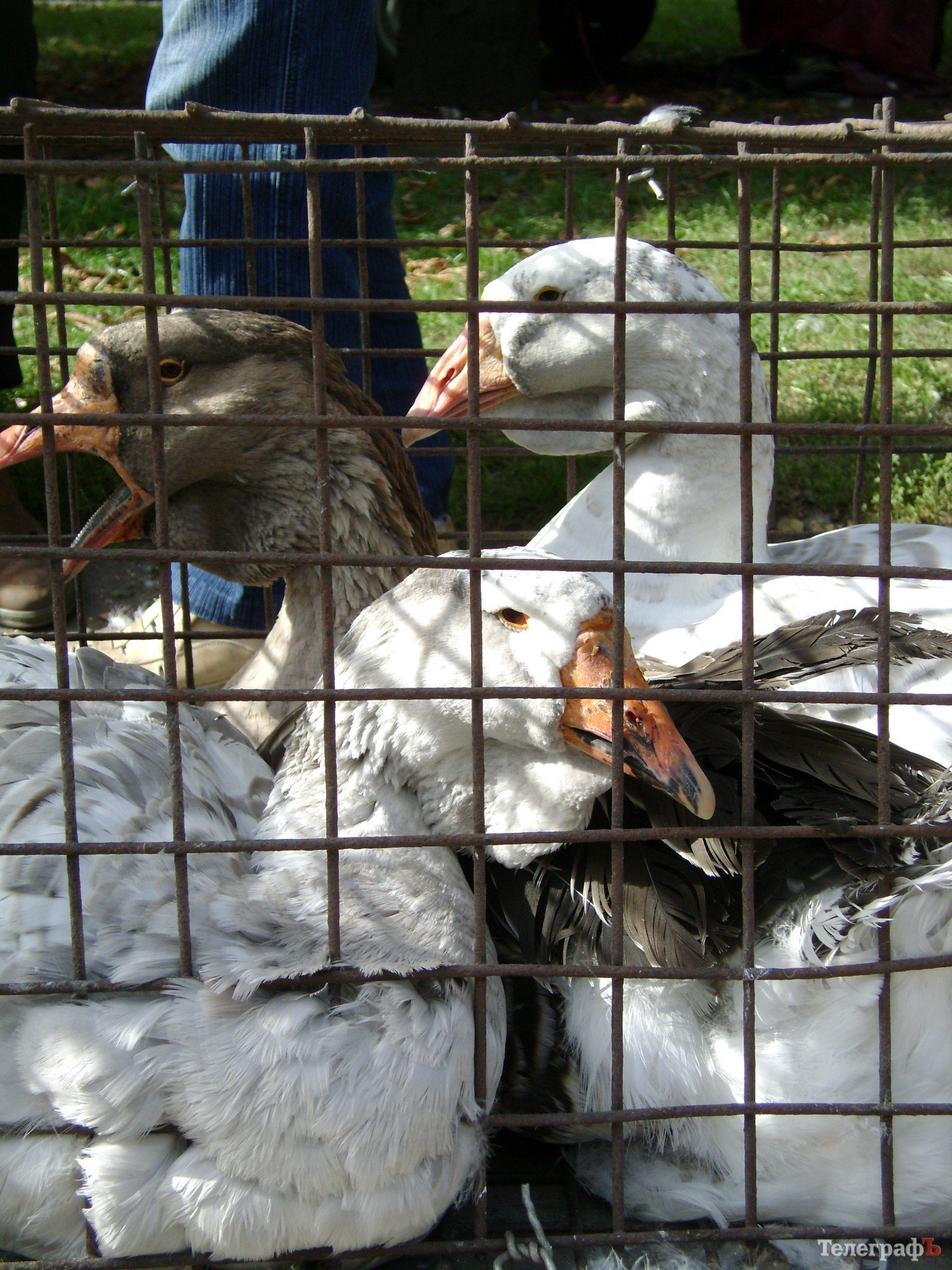 Кременчуг на один день стал городом птиц (ФОТО) Кременчуг на один день стал городом птиц (ФОТО)