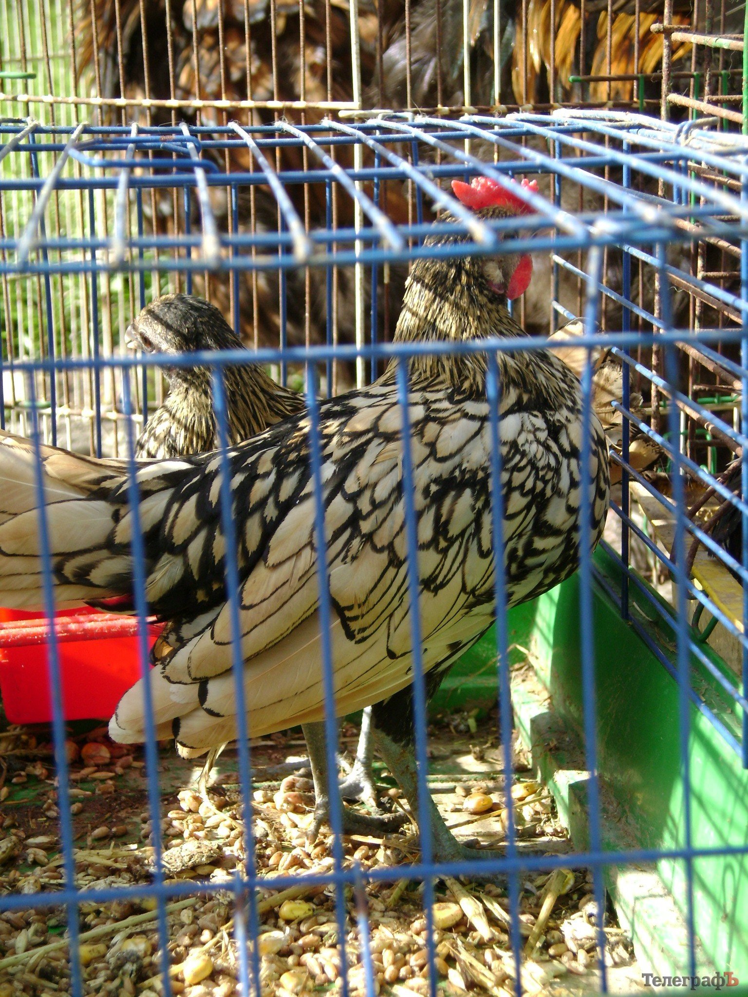 Кременчуг на один день стал городом птиц (ФОТО) Кременчуг на один день стал городом птиц (ФОТО)