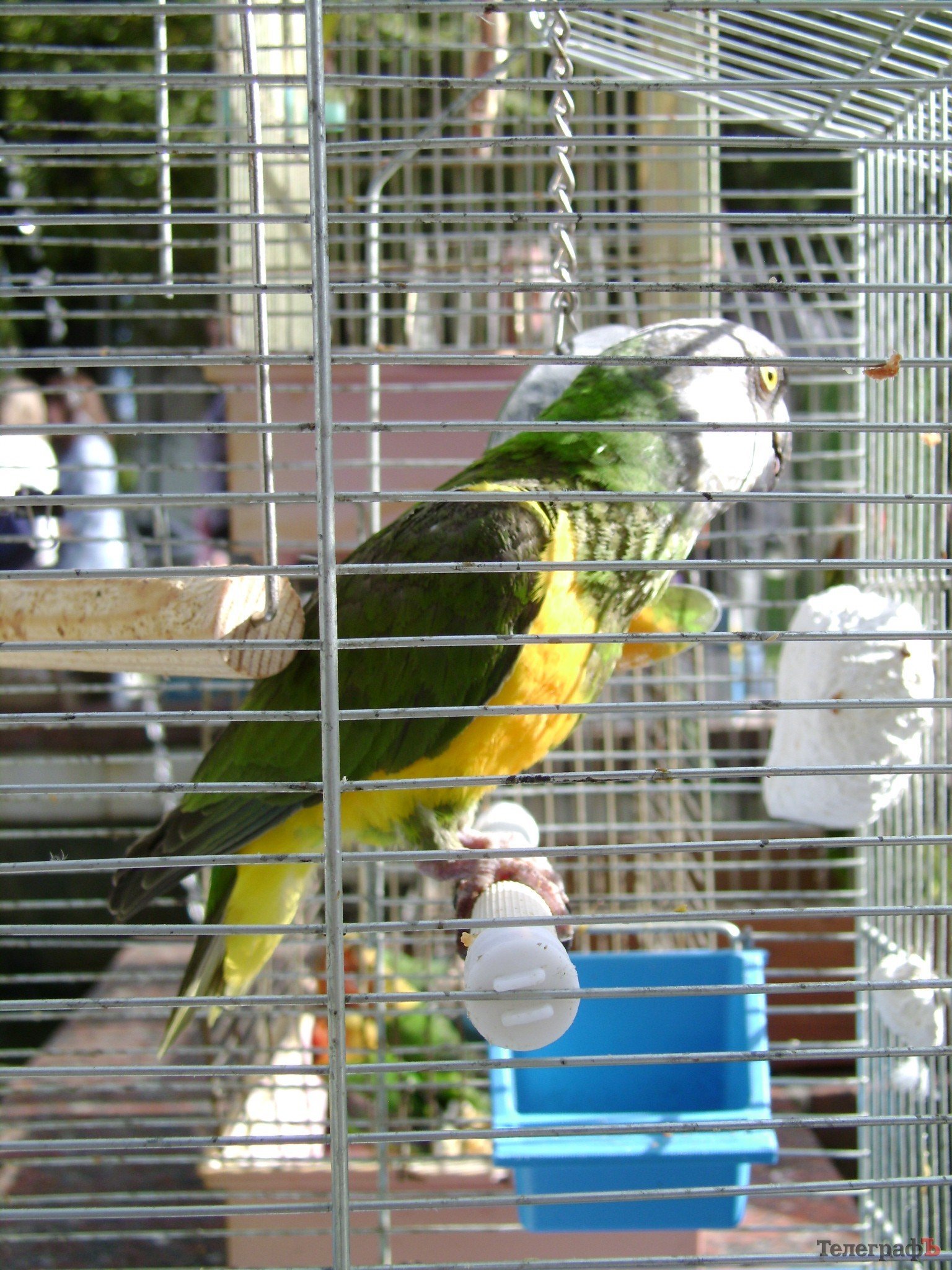 Кременчуг на один день стал городом птиц (ФОТО) Кременчуг на один день стал городом птиц (ФОТО)