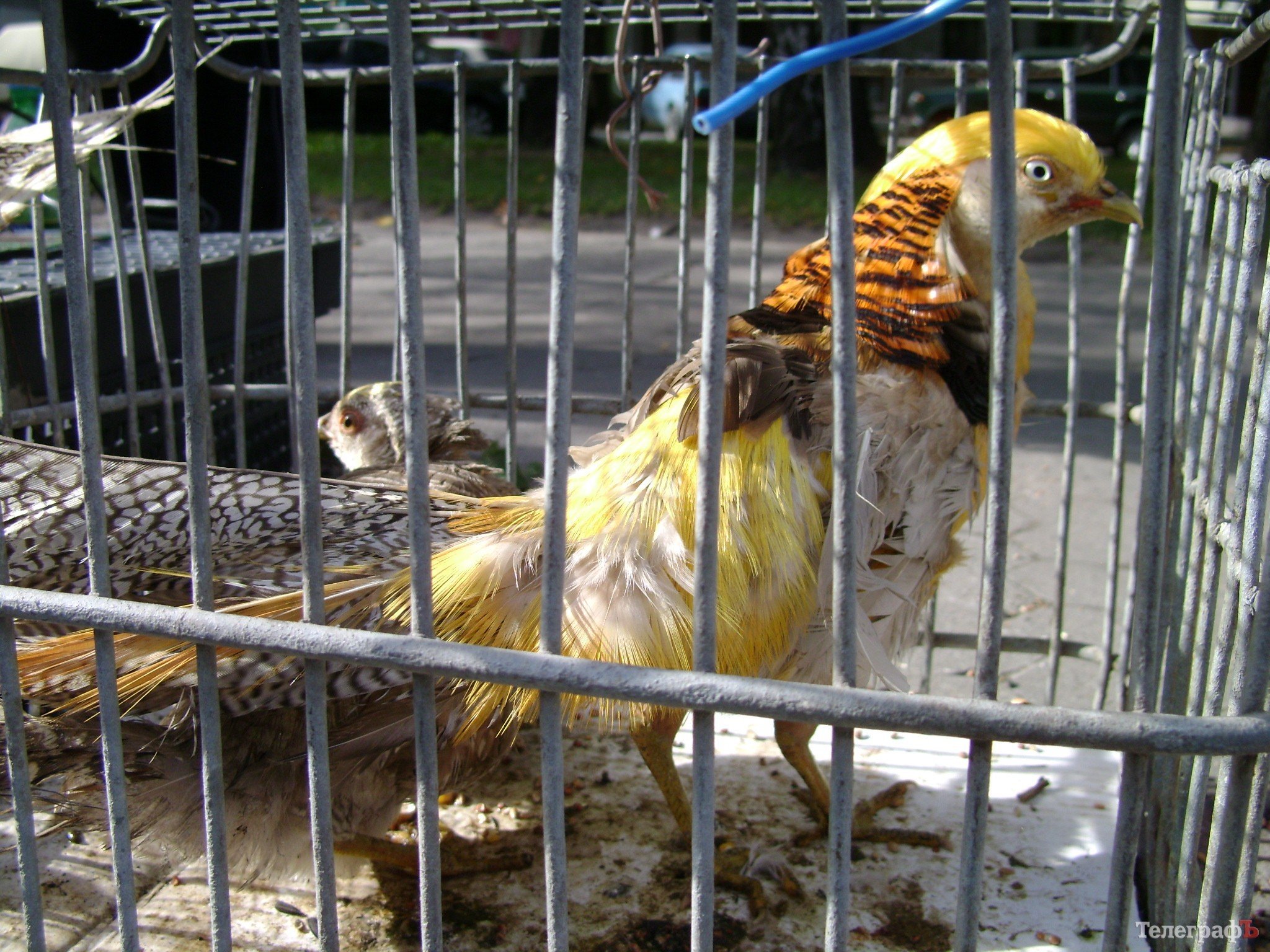 Кременчуг на один день стал городом птиц (ФОТО) Кременчуг на один день стал городом птиц (ФОТО)