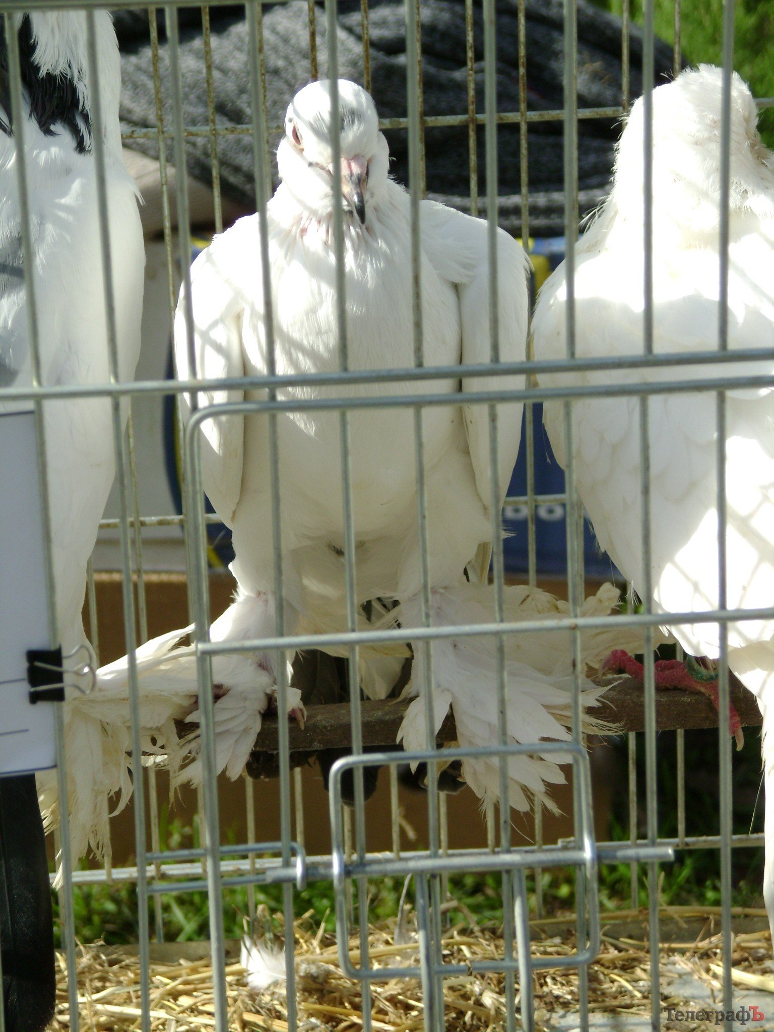 Кременчуг на один день стал городом птиц (ФОТО) Кременчуг на один день стал городом птиц (ФОТО)