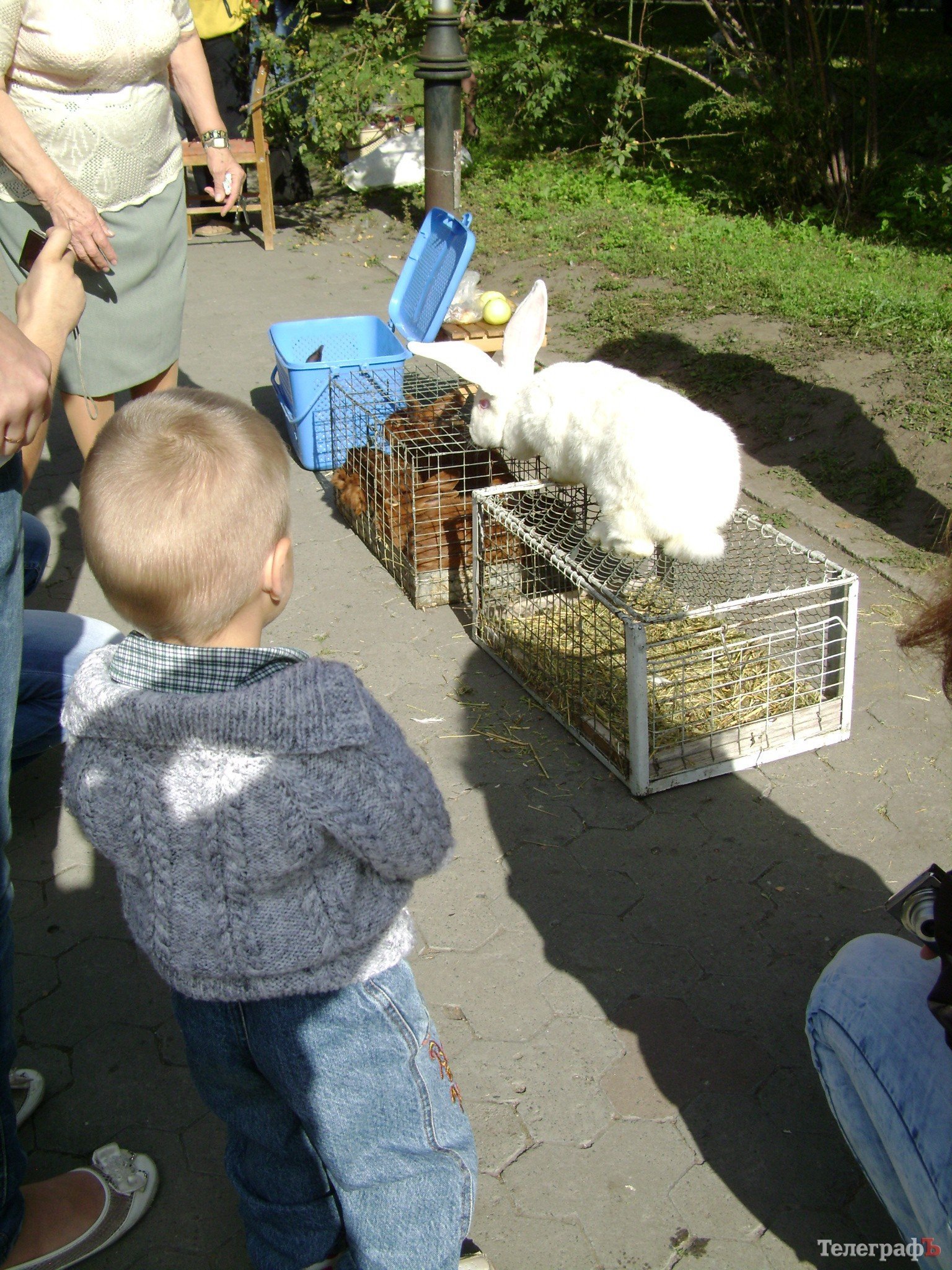 Кременчуг на один день стал городом птиц (ФОТО) Кременчуг на один день стал городом птиц (ФОТО)