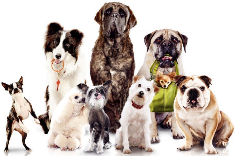 13 октября. Выставка собак всех пород в Кременчуге 13 октября. Выставка собак всех пород в Кременчуге