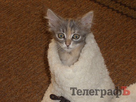 10 котят — выбирайте любого! 10 котят — выбирайте любого!