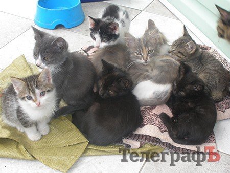 10 котят — выбирайте любого! 10 котят — выбирайте любого!