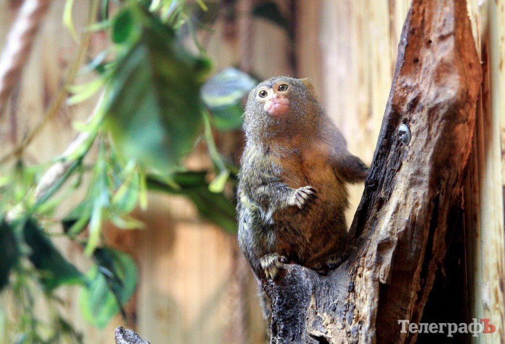 В Кременчуг привезли много диких обезьян В Кременчуг привезли много диких обезьян