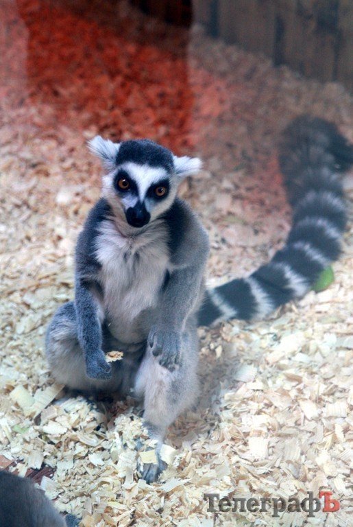 В Кременчуг привезли много диких обезьян В Кременчуг привезли много диких обезьян