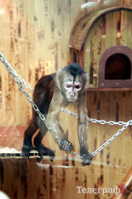 В Кременчуг привезли много диких обезьян В Кременчуг привезли много диких обезьян