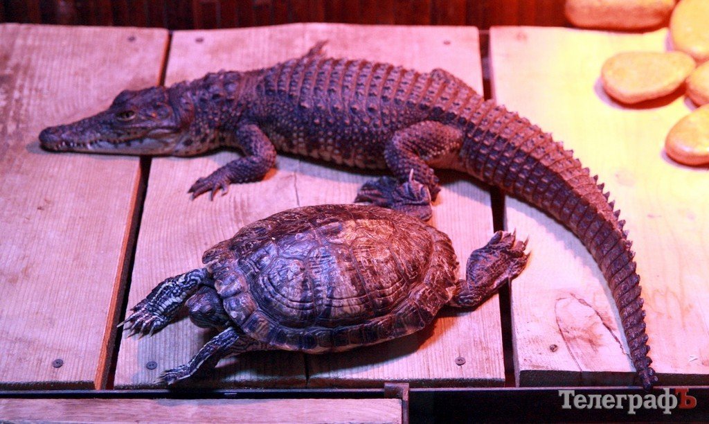 В Кременчуг привезли много диких обезьян В Кременчуг привезли много диких обезьян