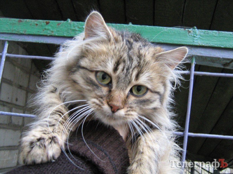 Котенок хочет в семью Котенок хочет в семью
